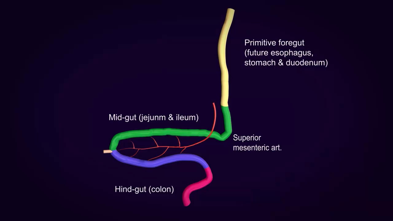 Medical Animation from Visual Health Solutions